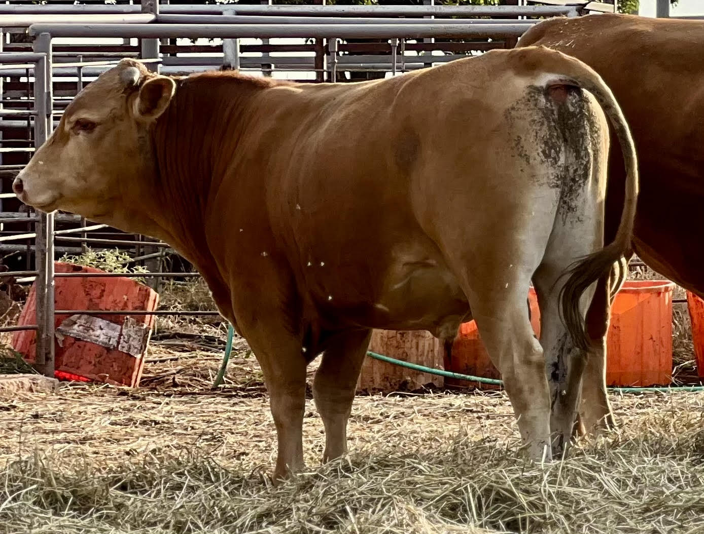 2 Head Full blood Akaushi Bulls